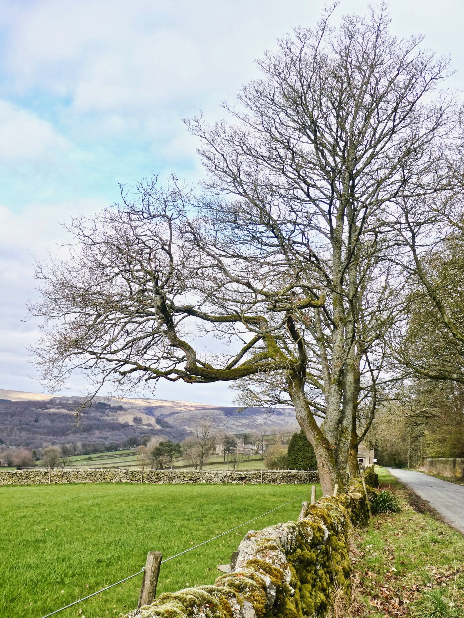 Panasonic Lumix DC-ZS70 (Lumix DC-TZ90) sample photo. Tree, wall, horizon photography
