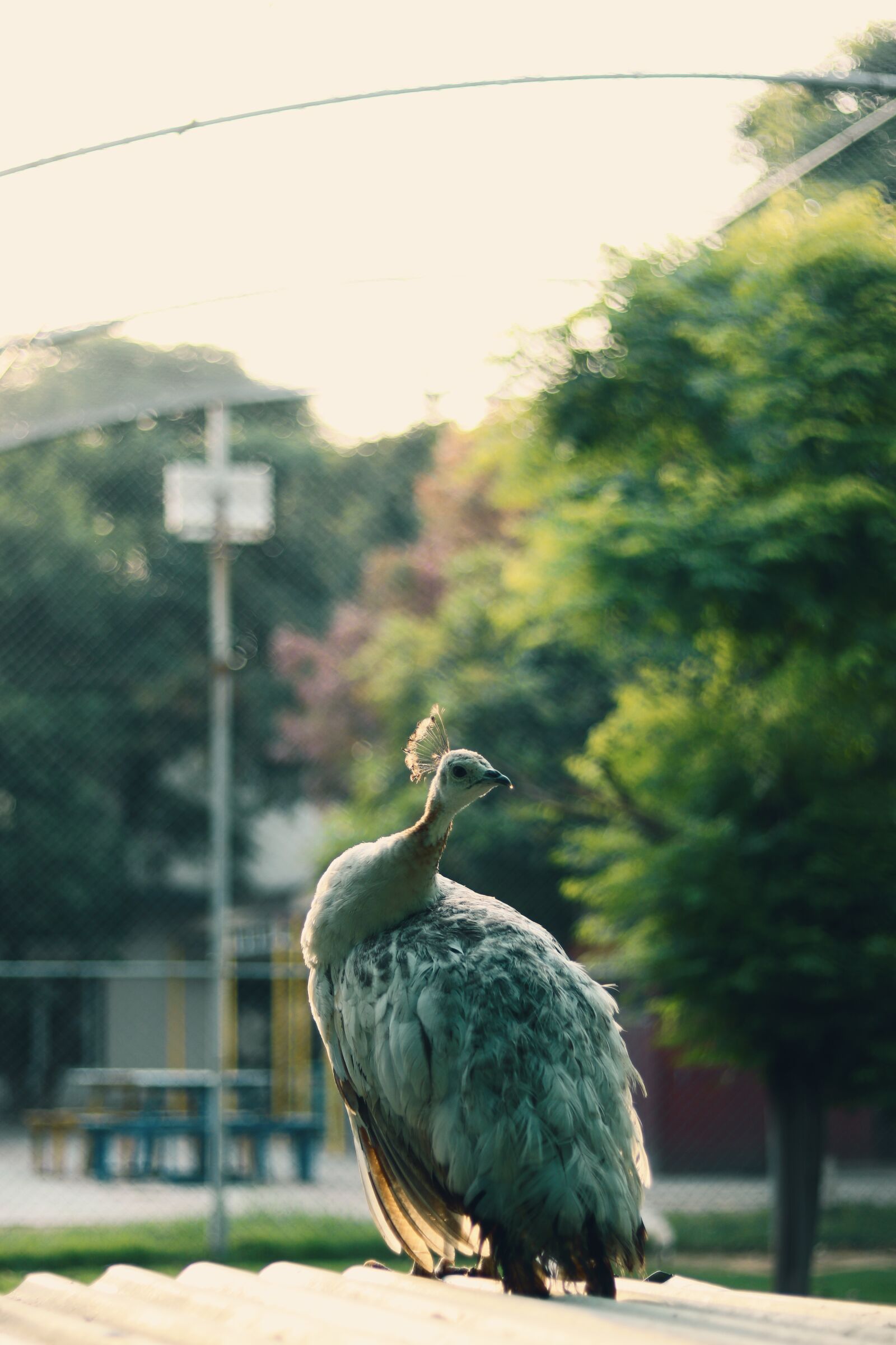 Canon EF 50mm F1.8 STM sample photo. Outdoor, peacock, bokeh photography