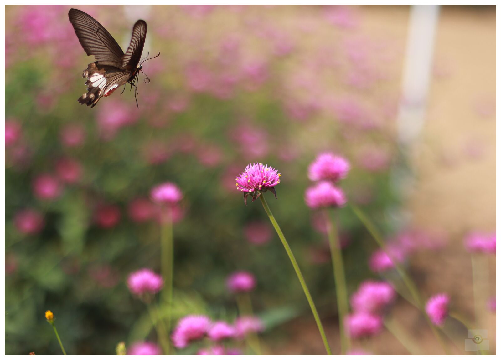 Canon EOS M50 (EOS Kiss M) + Canon EF 50mm F1.8 II sample photo. Insect, butterfly, nature photography