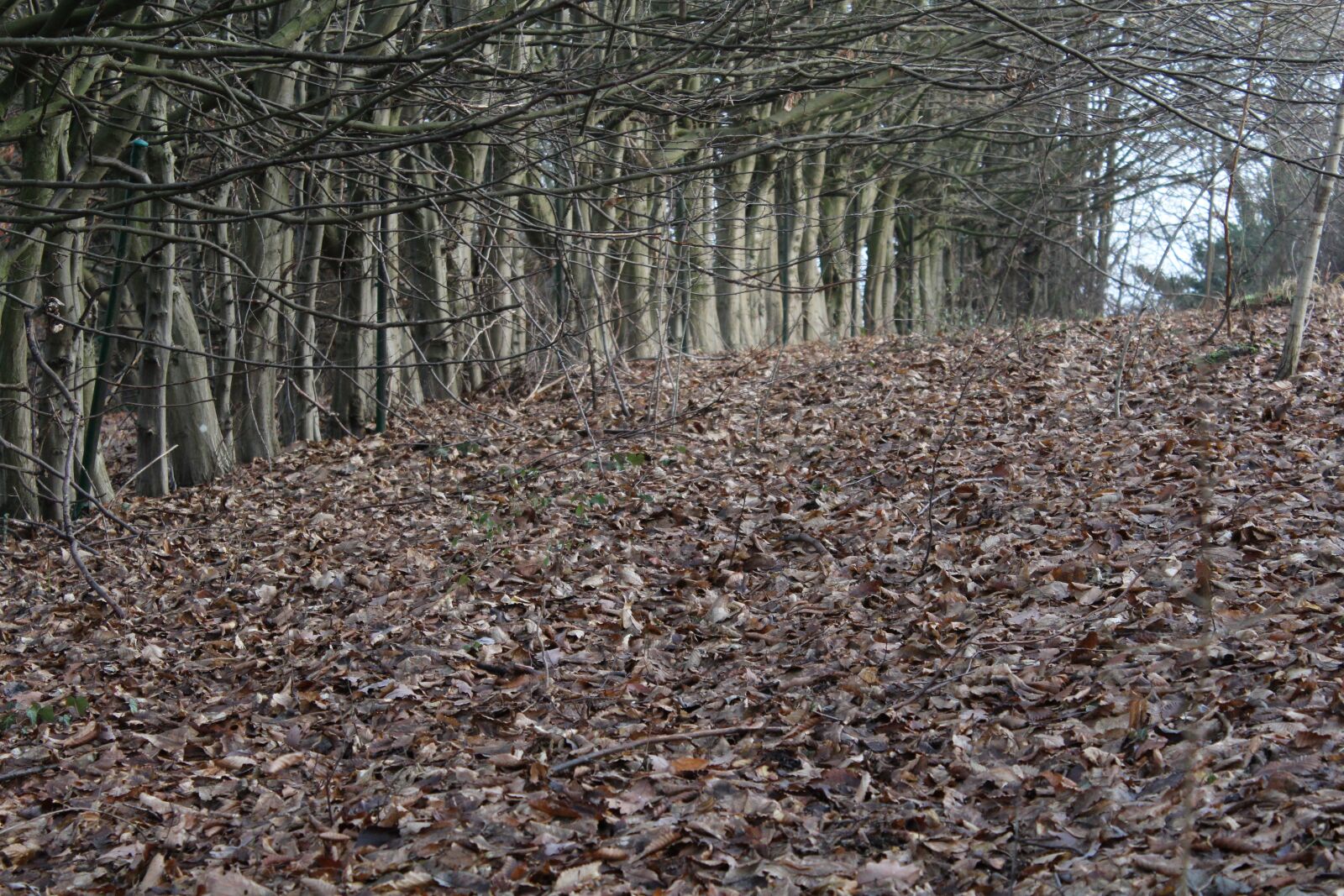 Canon EOS 1200D (EOS Rebel T5 / EOS Kiss X70 / EOS Hi) sample photo. Leaves, trees, autumn photography