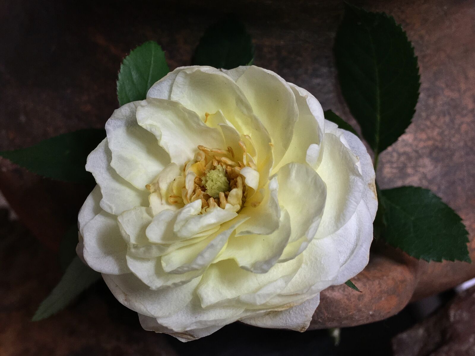 iPhone 6s Plus back camera 4.15mm f/2.2 sample photo. White rose, white petals photography