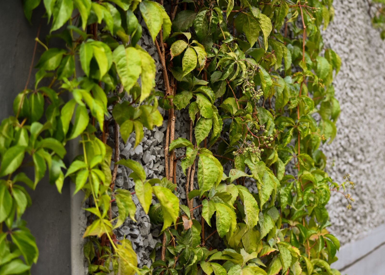 Nikon D7200 sample photo. Leaf, leaves, vine photography
