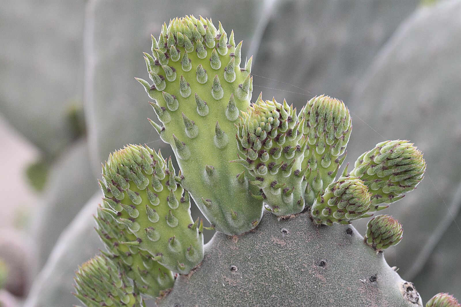 Canon EOS 500D (EOS Rebel T1i / EOS Kiss X3) sample photo. Plant, cactaceae, nature photography