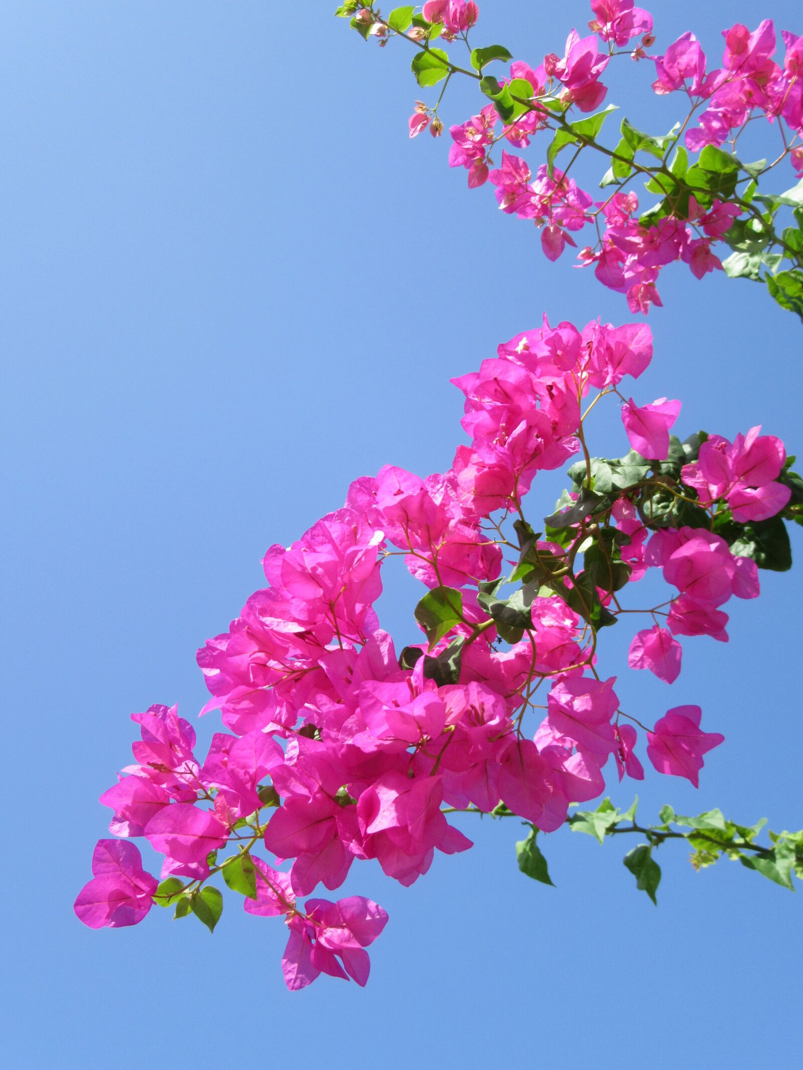 Canon PowerShot SX610 HS sample photo. Tropical flower, exotic flower photography