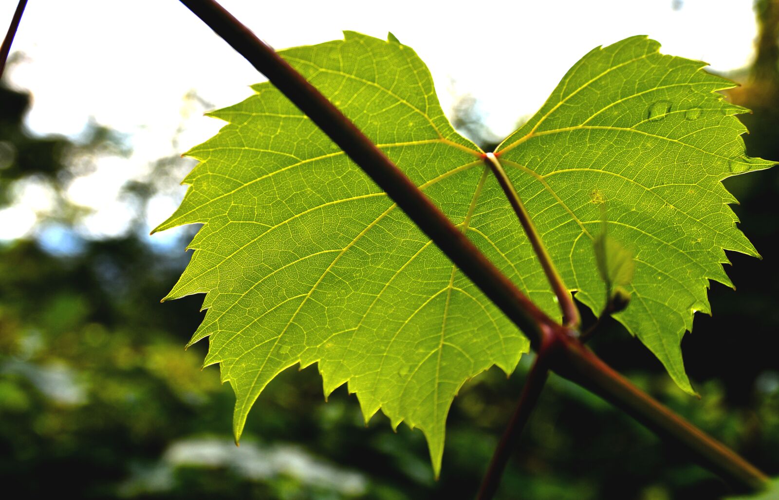 Nikon D3200 sample photo. Wine leaf, ranke, plant photography