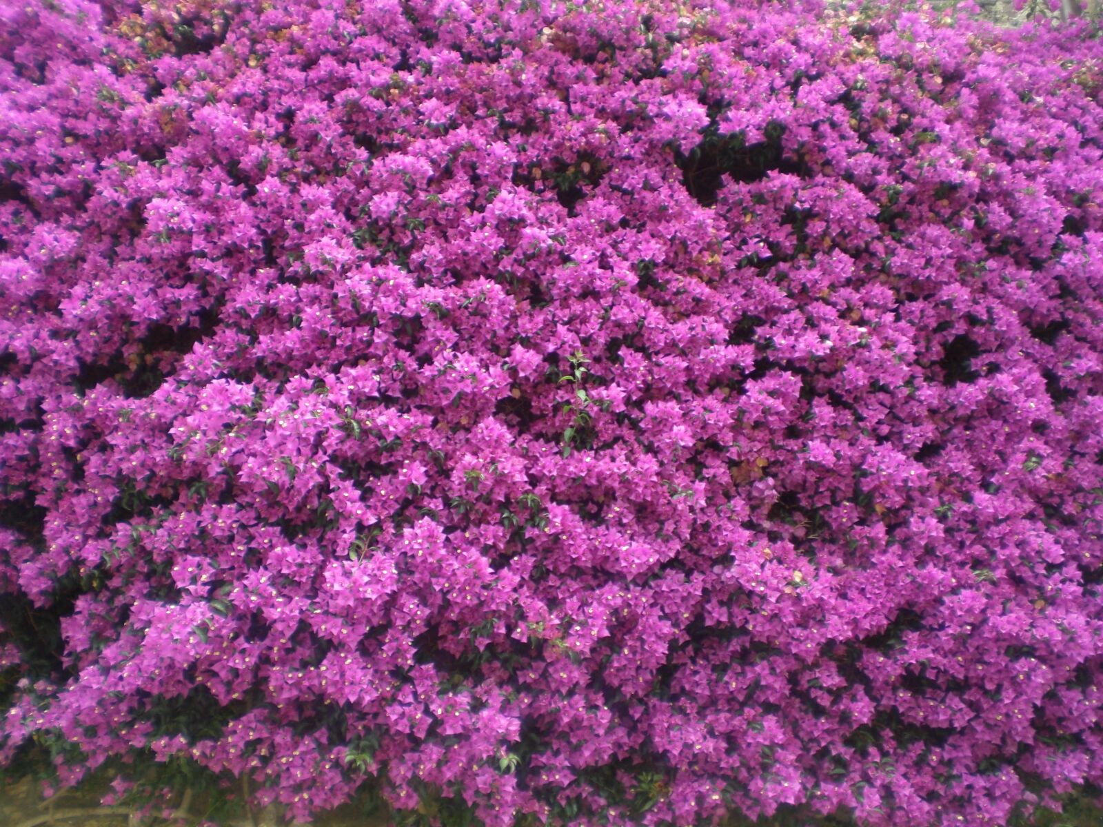 CASIO EX-Z77 sample photo. Flowers, nature, plants photography
