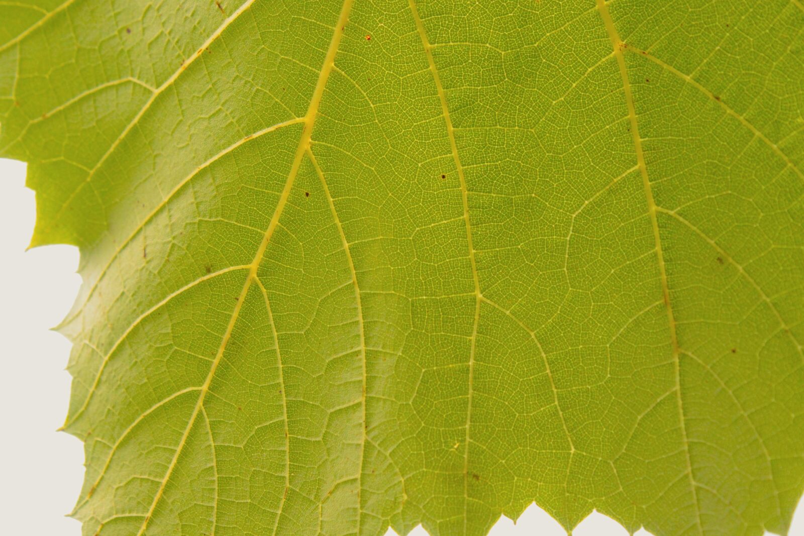 Canon EOS 500D (EOS Rebel T1i / EOS Kiss X3) sample photo. Leaf, green, nature photography
