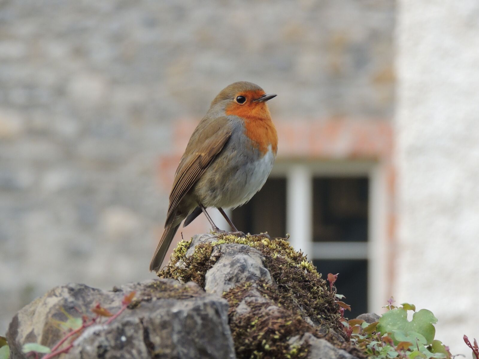Nikon Coolpix P510 sample photo. Robin, bird, animal photography