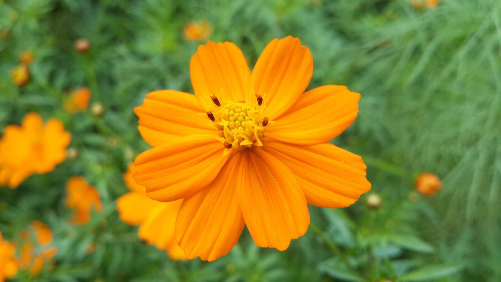 Samsung Galaxy S4 sample photo. Summer, flower, yellow photography