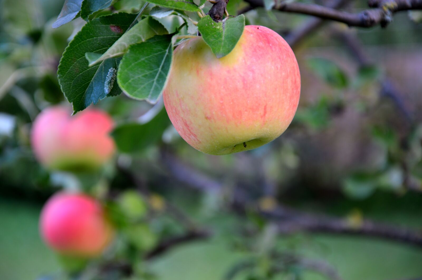 Nikon D3200 sample photo. Apple, fruit, fruits photography