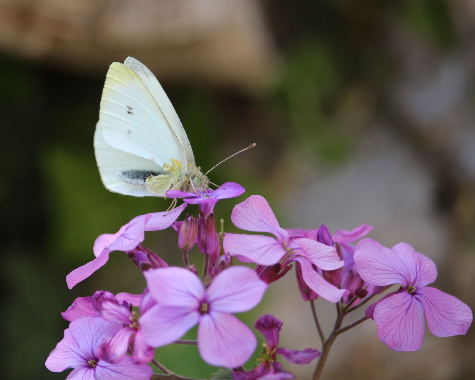 Canon EOS 700D (EOS Rebel T5i / EOS Kiss X7i) sample photo. Cabbage butterfly, white, pink photography