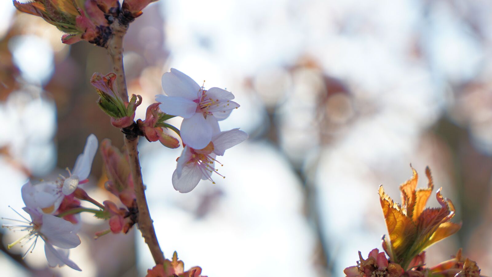 Sony a7 II + Sony Vario Tessar T* FE 24-70mm F4 ZA OSS sample photo. Cherry tree, cherry blossom photography