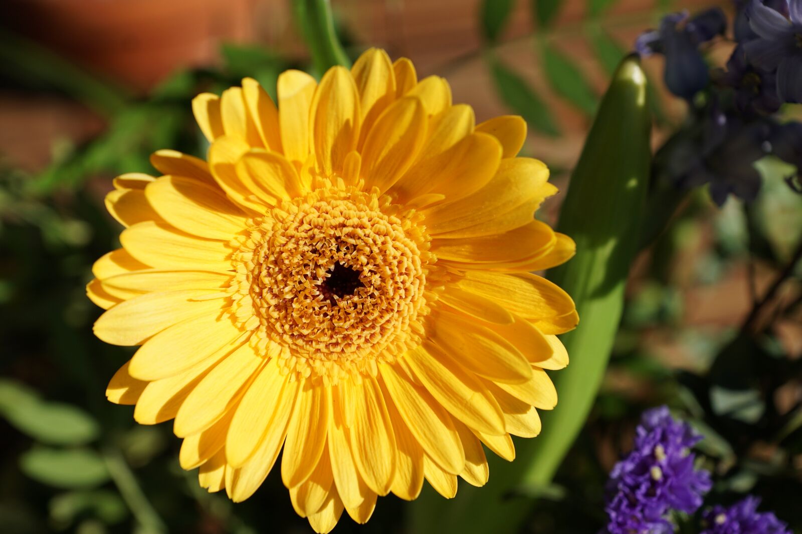 Sony ILCA-77M2 sample photo. Gerbie, flower, yellow photography