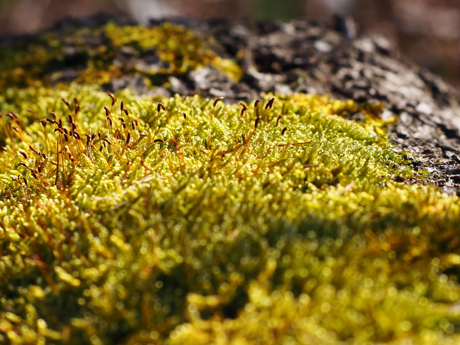 Olympus OM-D E-M10 II sample photo. Moss, log, nature photography