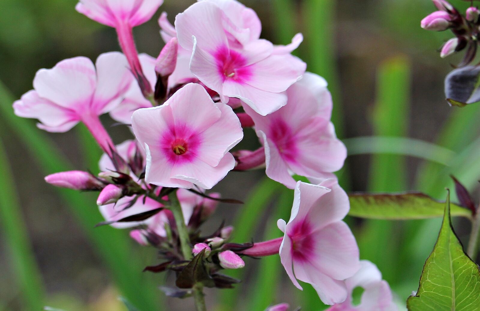 Canon EOS 550D (EOS Rebel T2i / EOS Kiss X4) sample photo. Phlox, flame flower, flower photography
