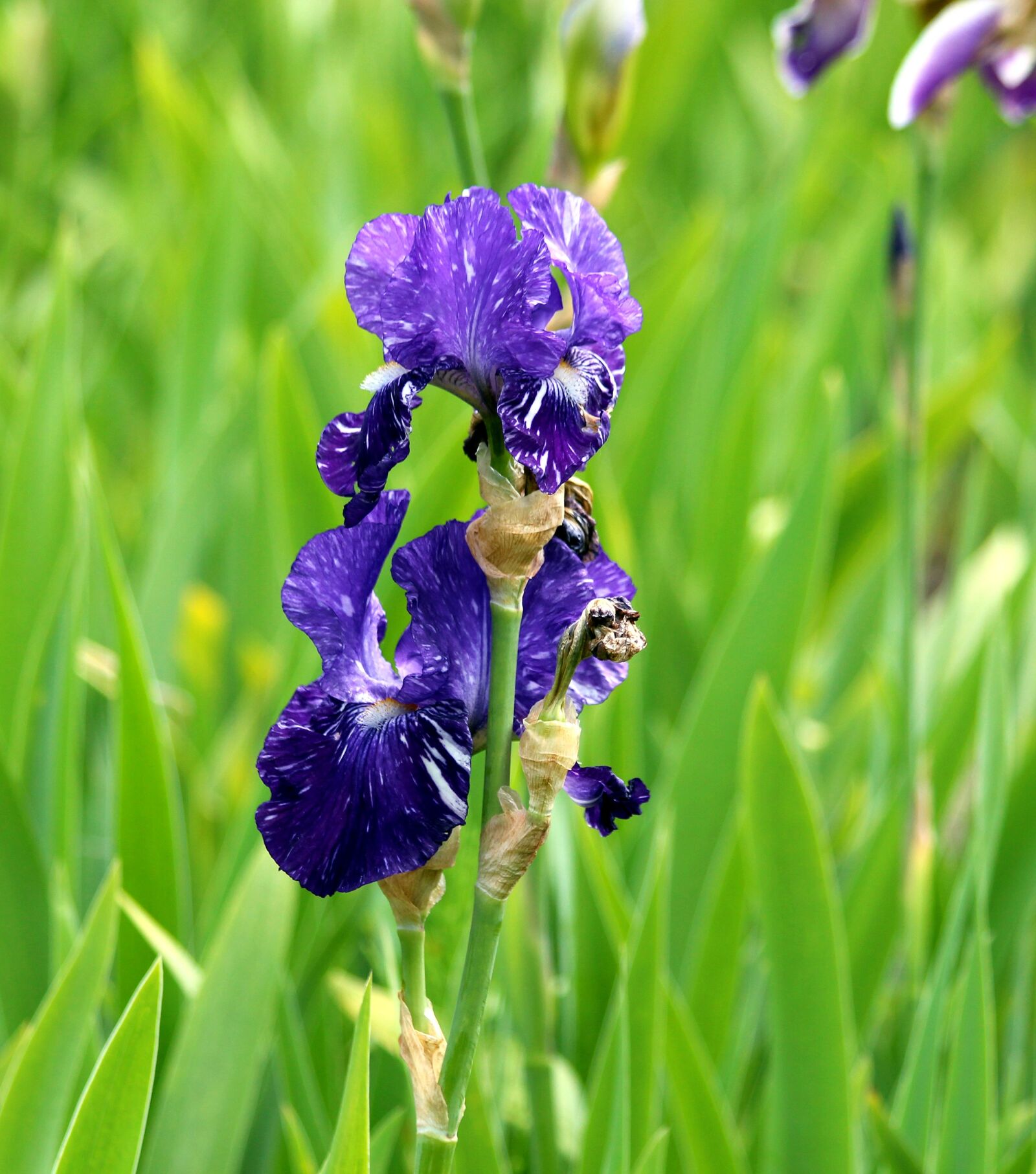 Canon EF 70-300mm F4-5.6 IS USM sample photo. Iris, purple iris, blue photography