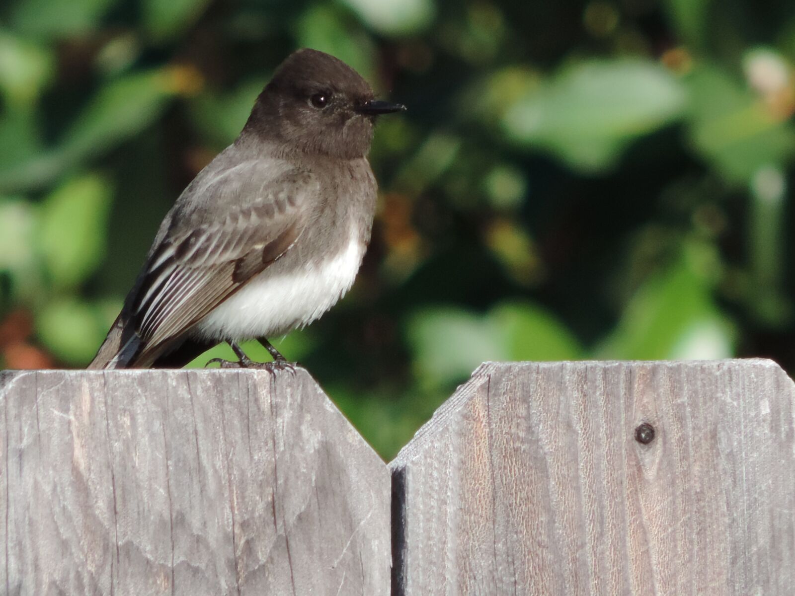 Nikon Coolpix P520 sample photo. Eastern phoebe, outside, home photography