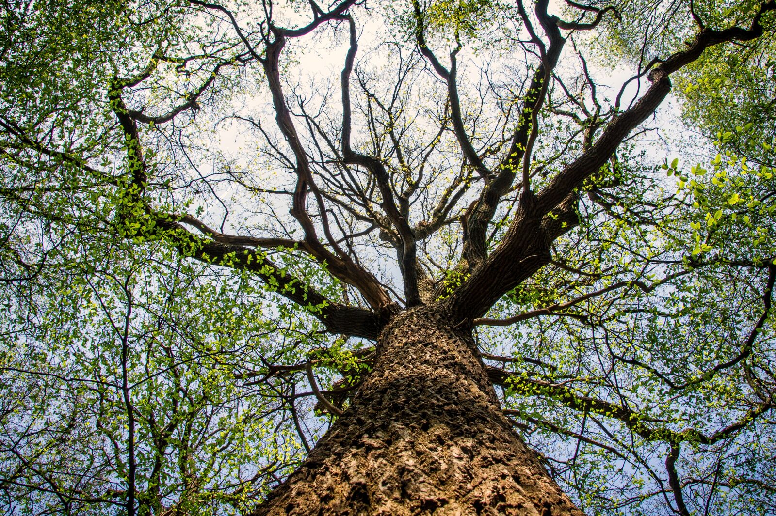 Sony Alpha DSLR-A550 sample photo. Tree, nature, wood photography