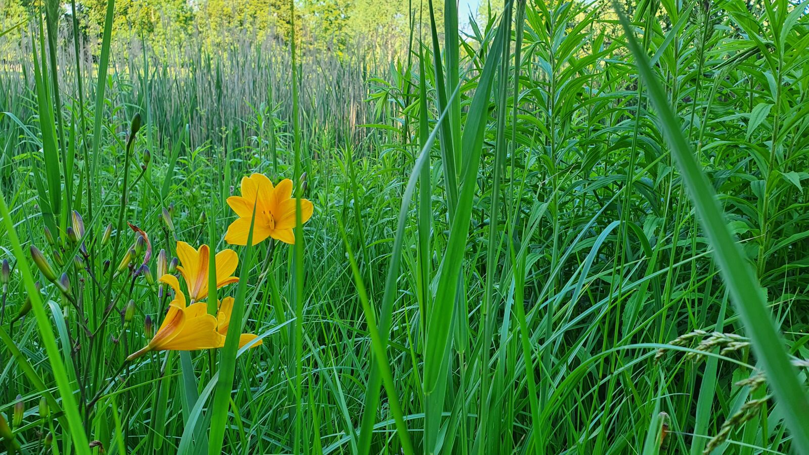 Samsung Galaxy S10e sample photo. Berlin, britz garden, nature photography