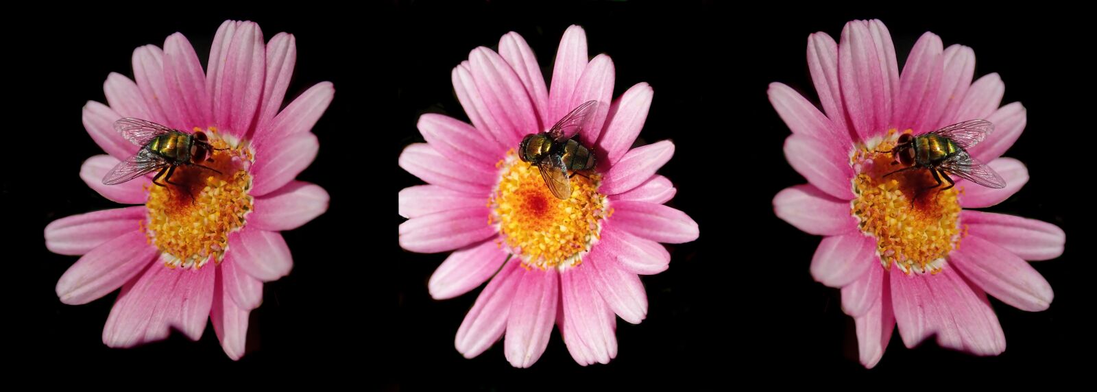 Olympus TG-5 sample photo. Flies, insects, flowers photography