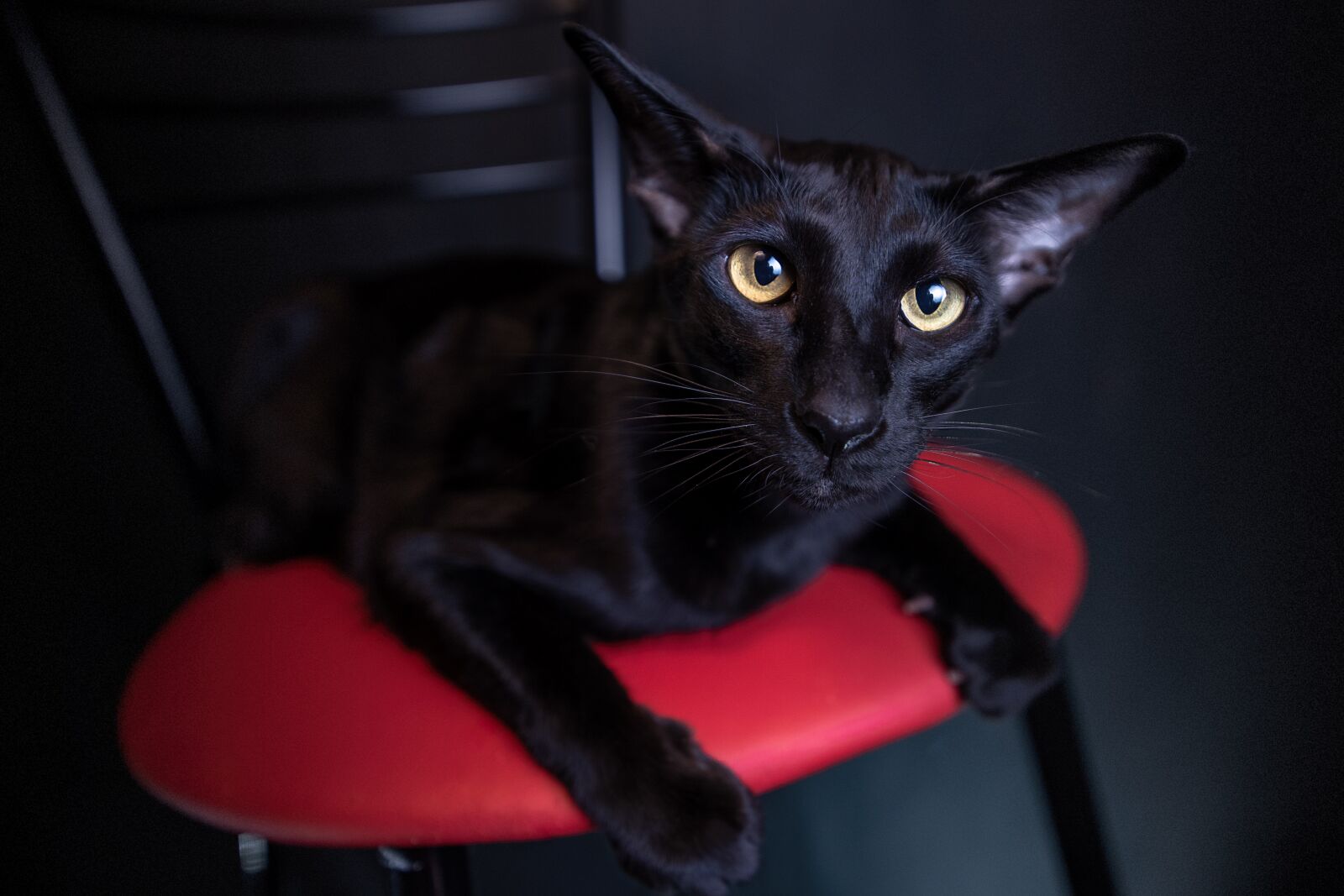 Nikon D750 sample photo. Cat, black, oriental photography