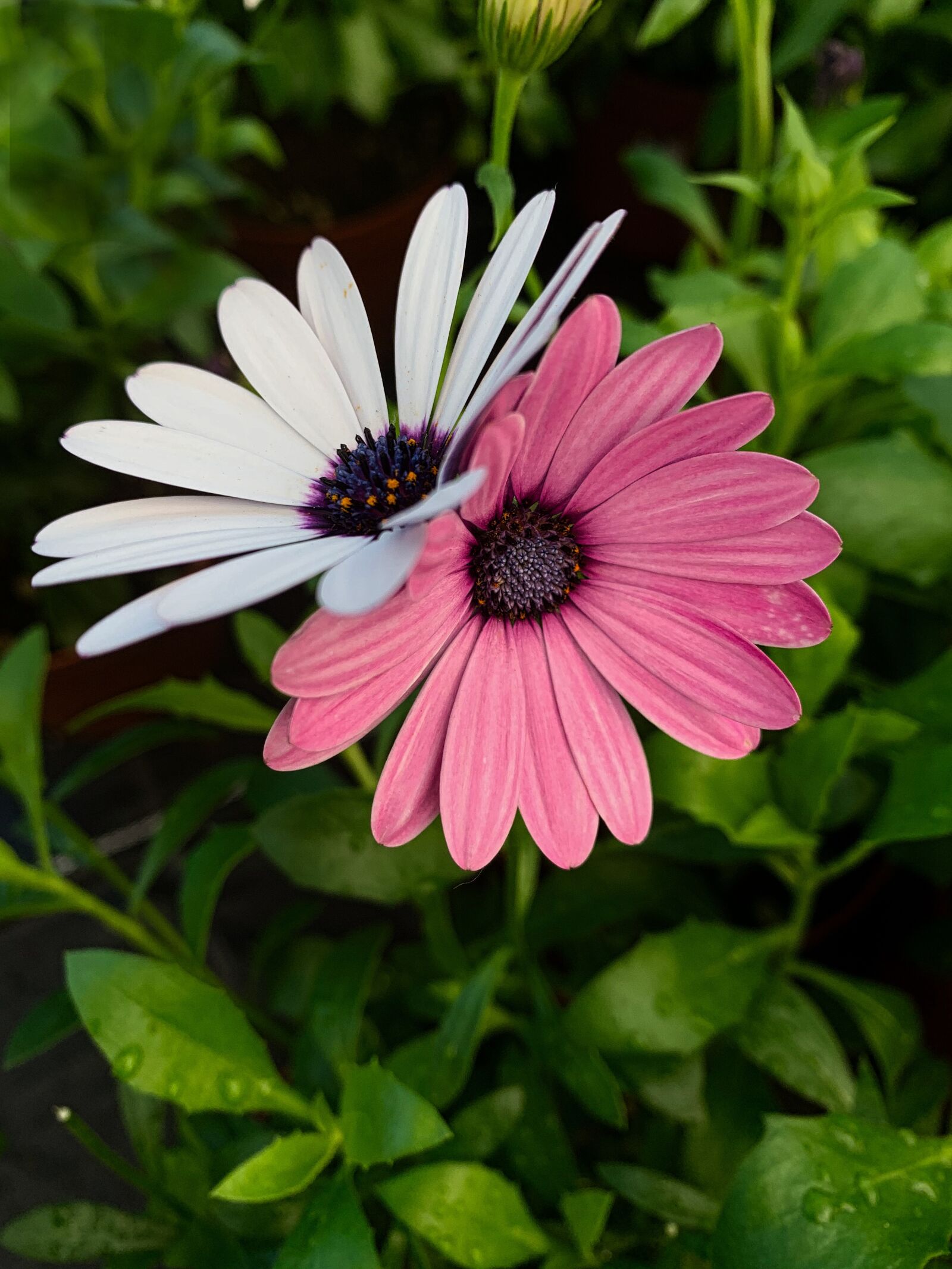 Apple iPhone XR sample photo. Daisies, petals, floral photography