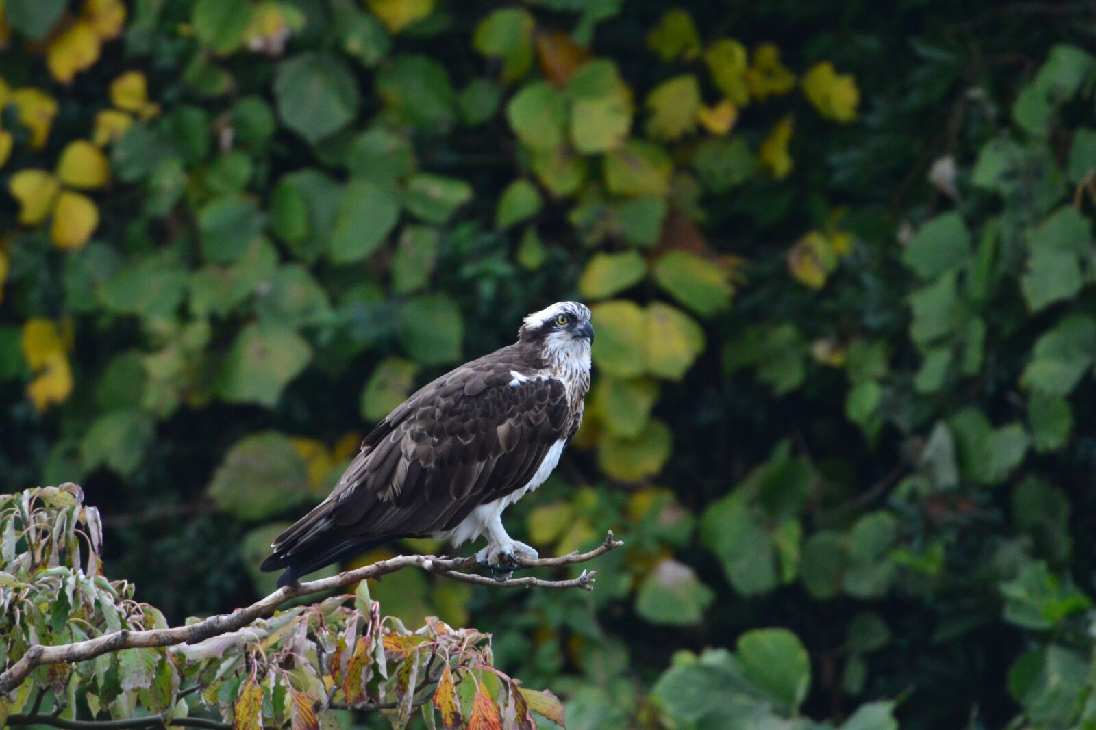 Nikon D800 sample photo. Natural, bird, outdoors photography
