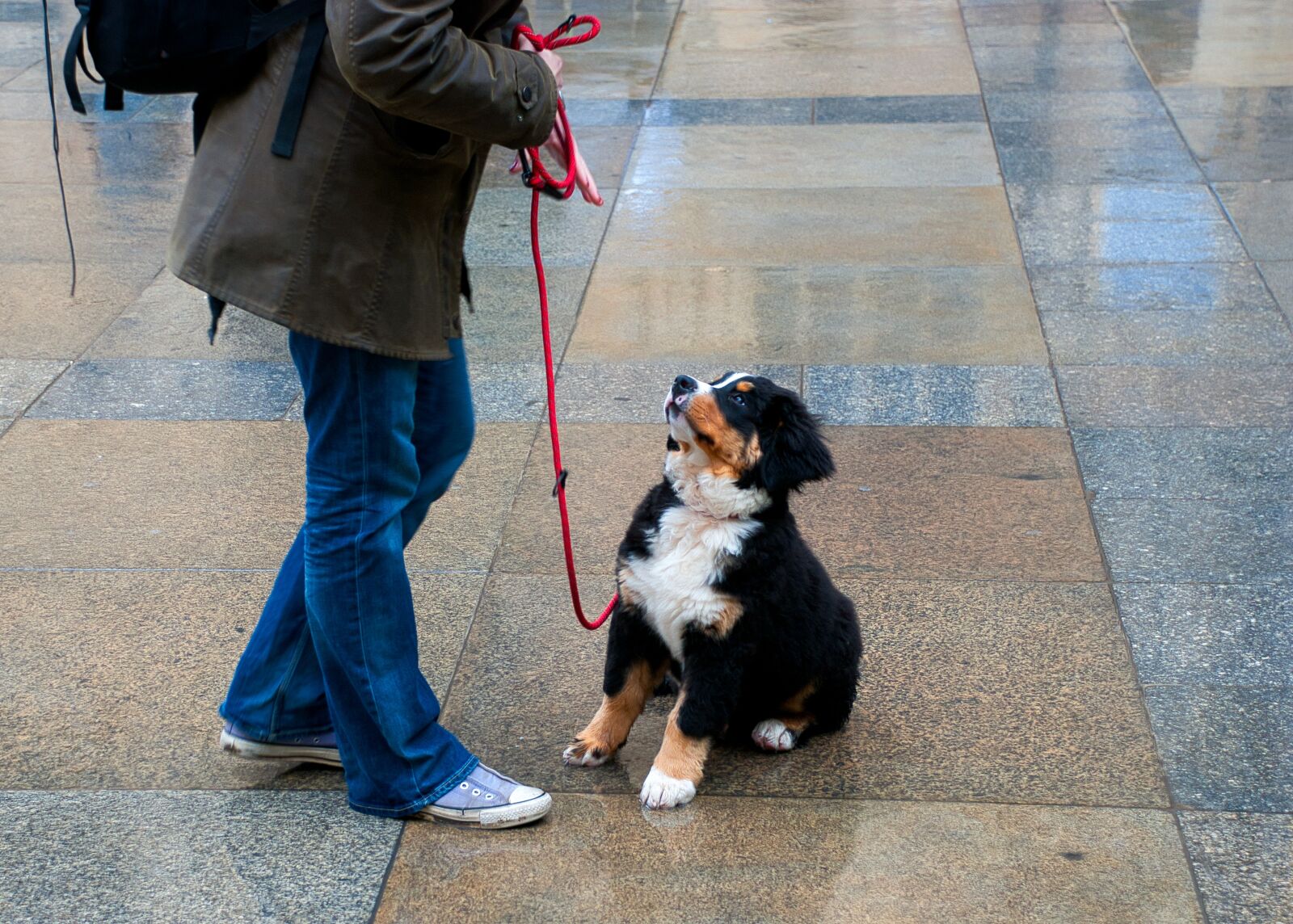 Nikon D80 sample photo. Puppy, dog, view photography