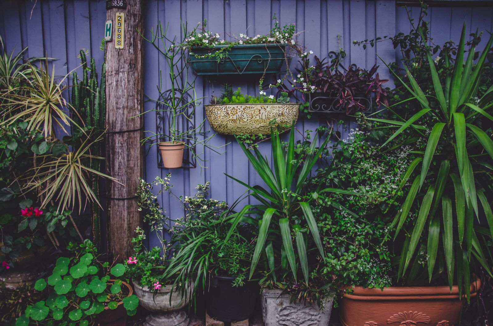 Nikon D7000 sample photo. Flora, flower pots, flowers photography