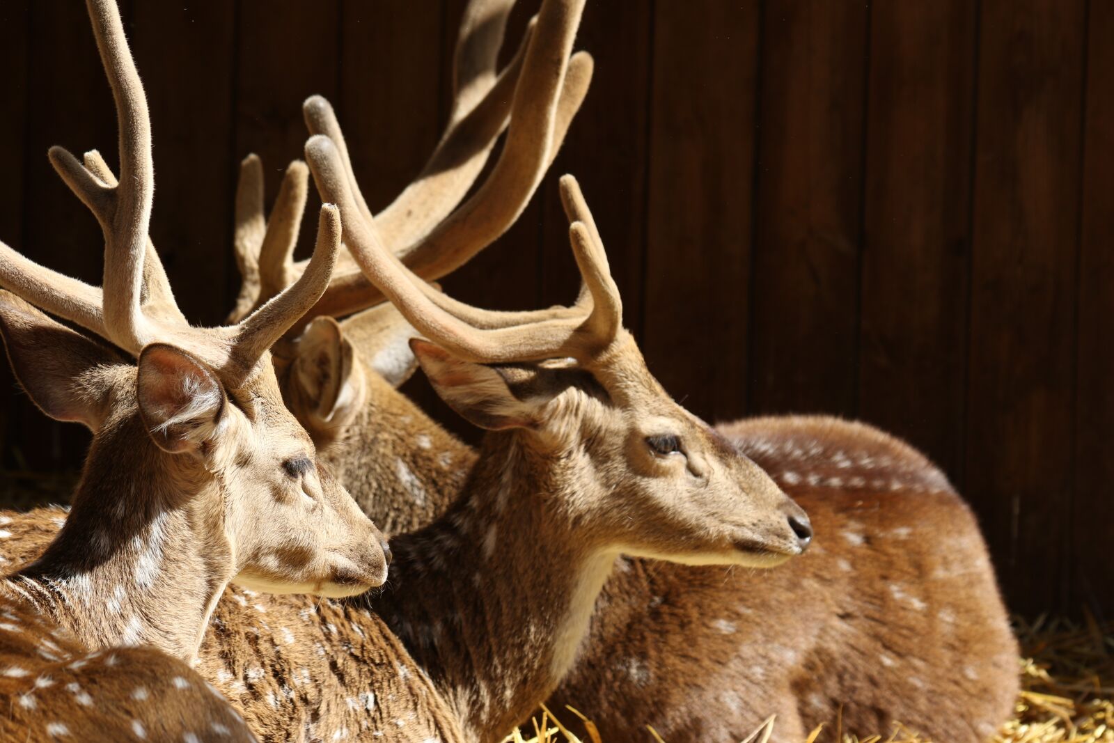 Canon EOS 7D Mark II sample photo. Animals, deer, antlers photography