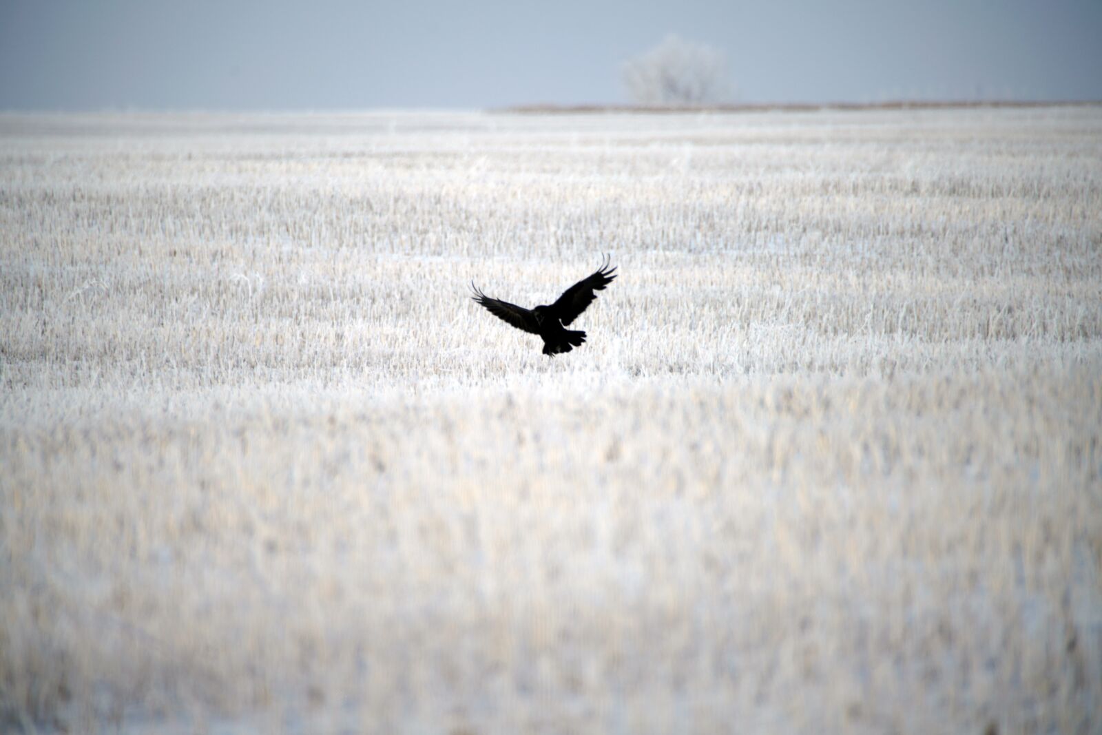 Minolta AF 300mm F2.8 HS-APO G sample photo. Crow, field, winter photography