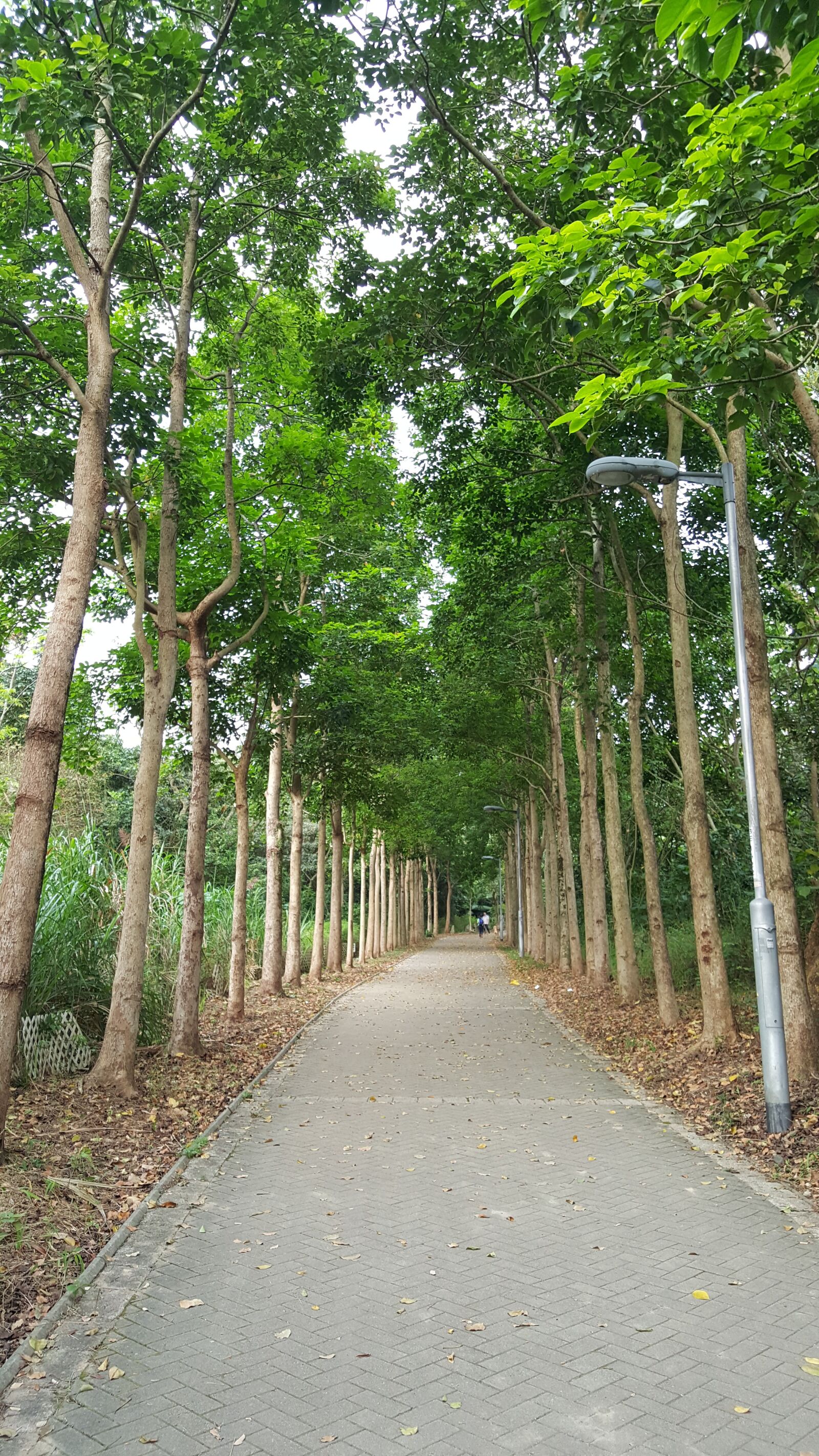 Samsung Galaxy Note5 sample photo. Trees, hong kong, maonshan photography