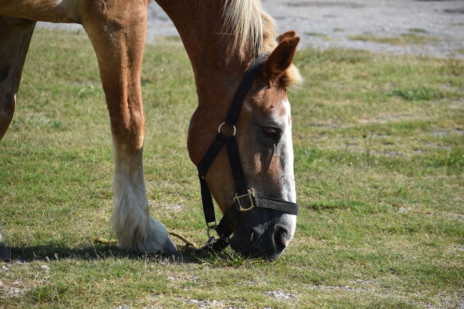 Nikon D3500 sample photo. Horse, grazing, pasture photography