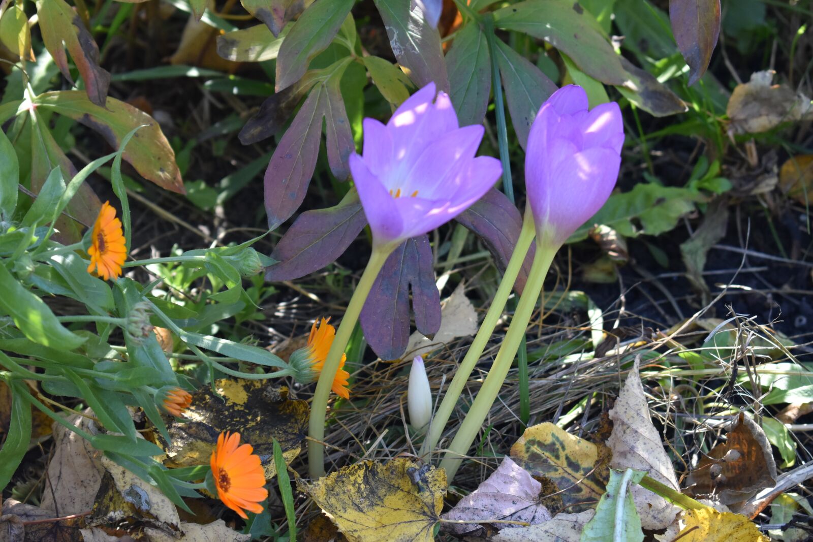 Nikon D3400 sample photo. Autumn, late, flowers photography