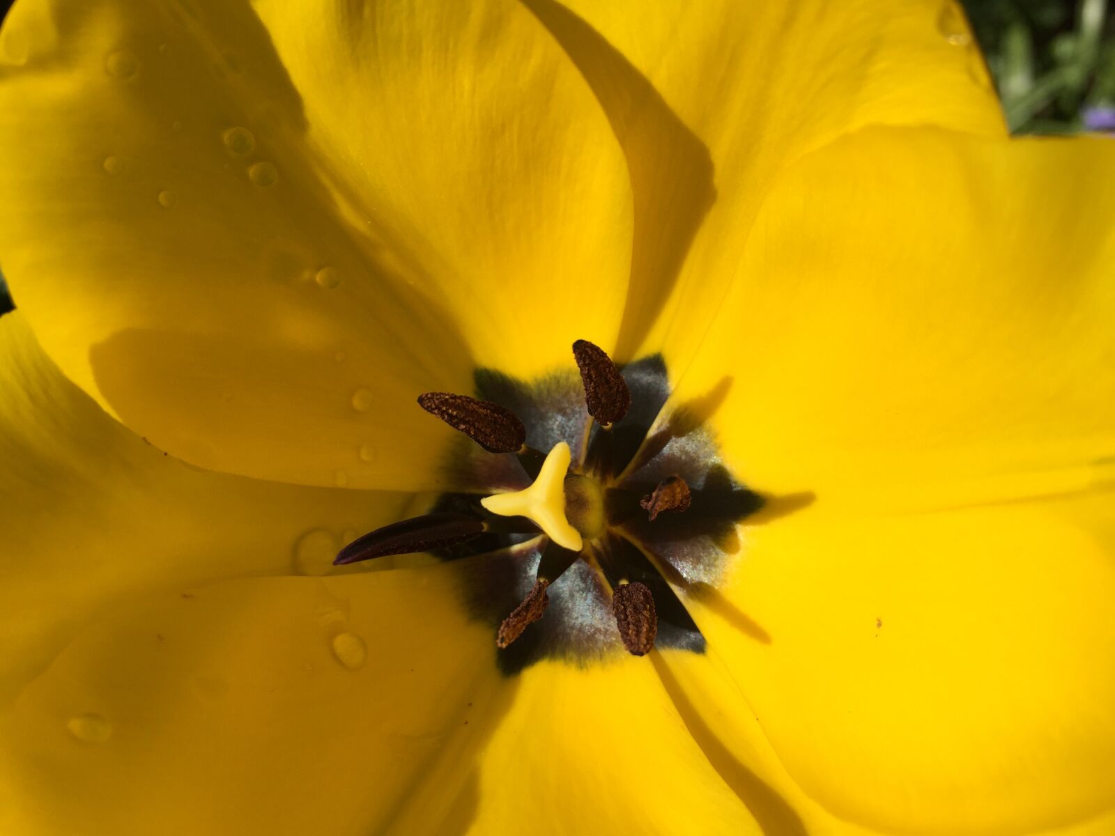 Apple iPhone 6 sample photo. Flower, garden, yellow photography