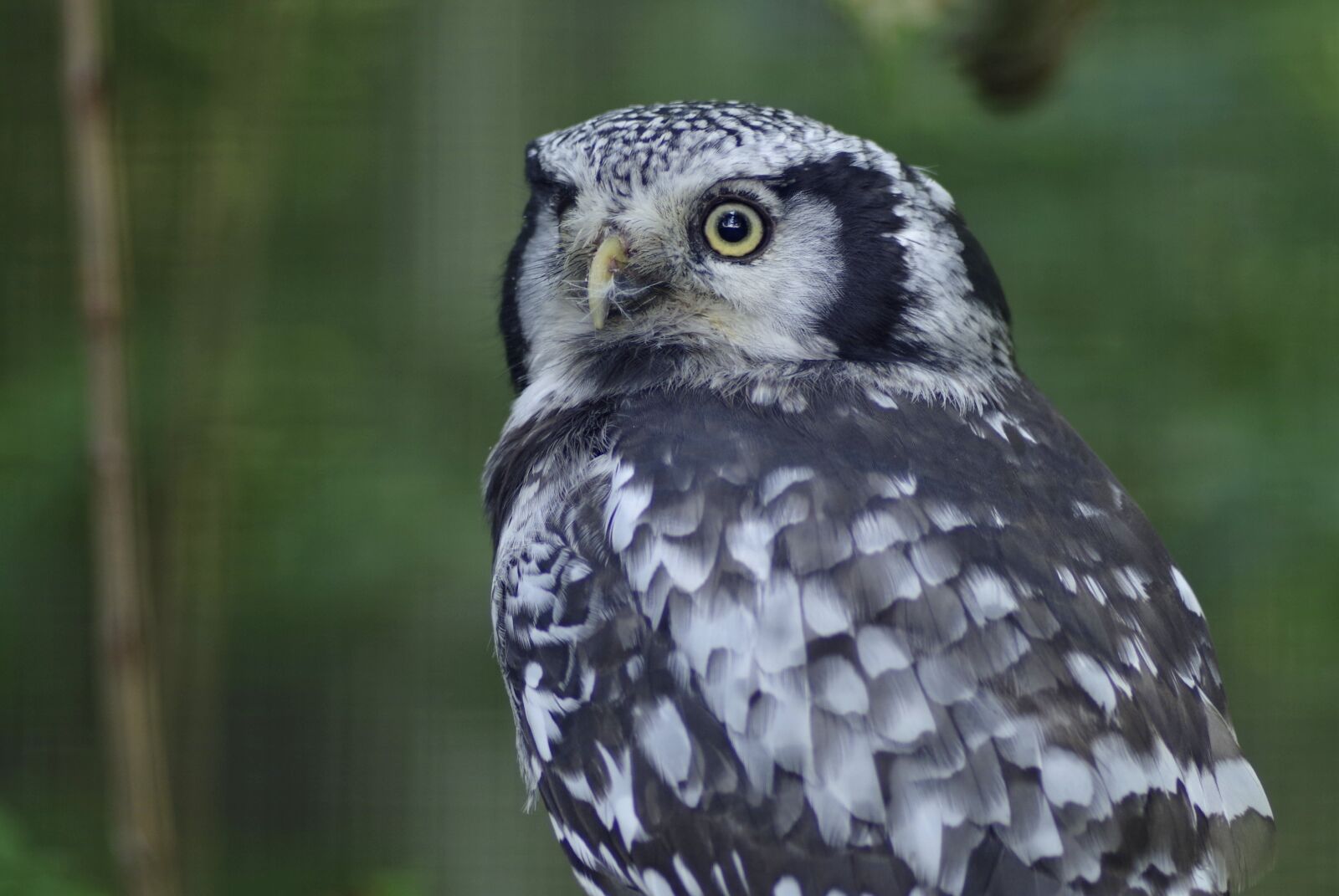 Pentax K-S2 sample photo. Sowa, pharaoh eagle owl photography