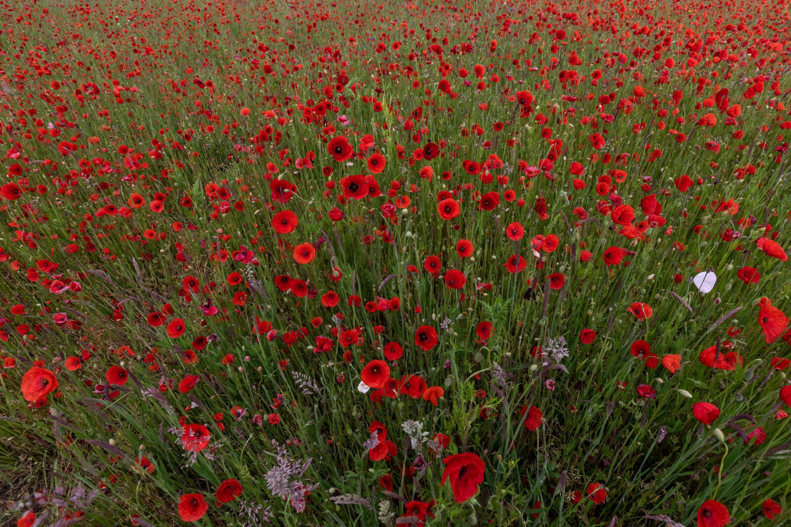 Canon EOS 5D Mark IV sample photo. Poppy, flower, landscape photography