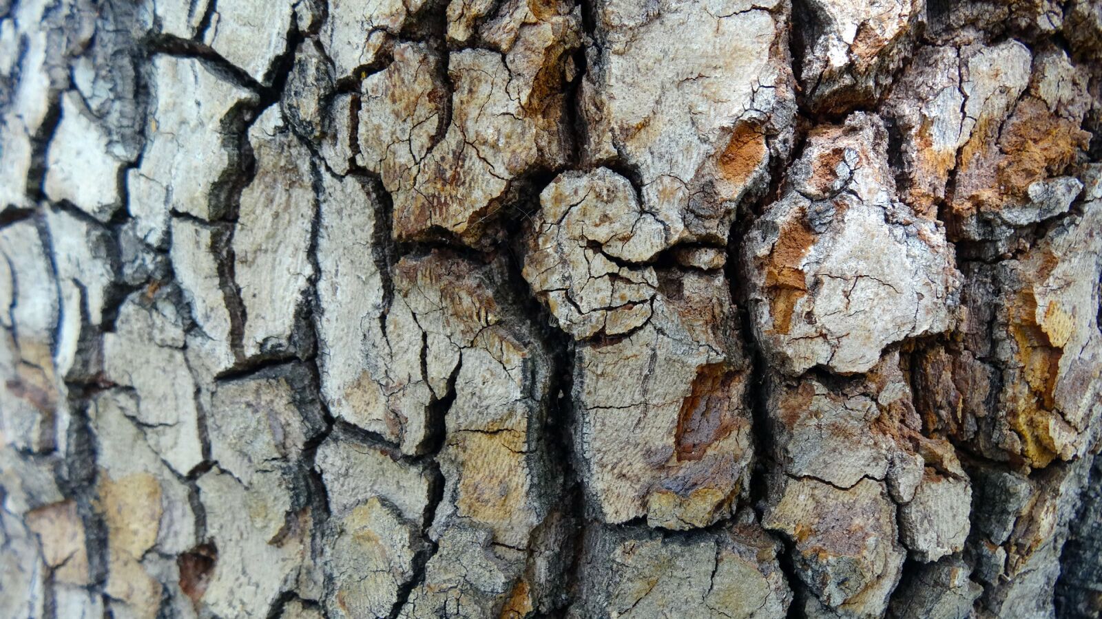 Sony Cyber-shot DSC-HX20V sample photo. Tree bark, texture, natural photography
