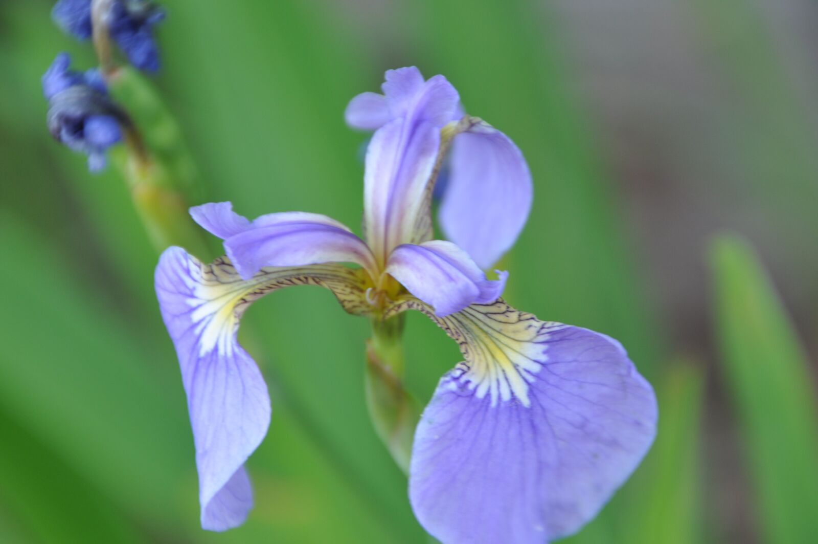 Nikon D90 sample photo. Iris, flowers, affix photography