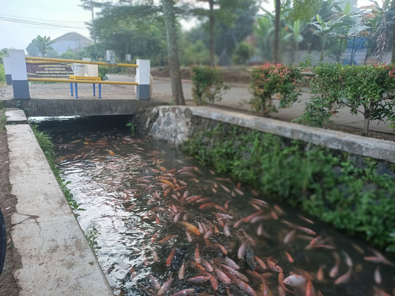 OPPO RENO3 sample photo. Fish in the gutter photography