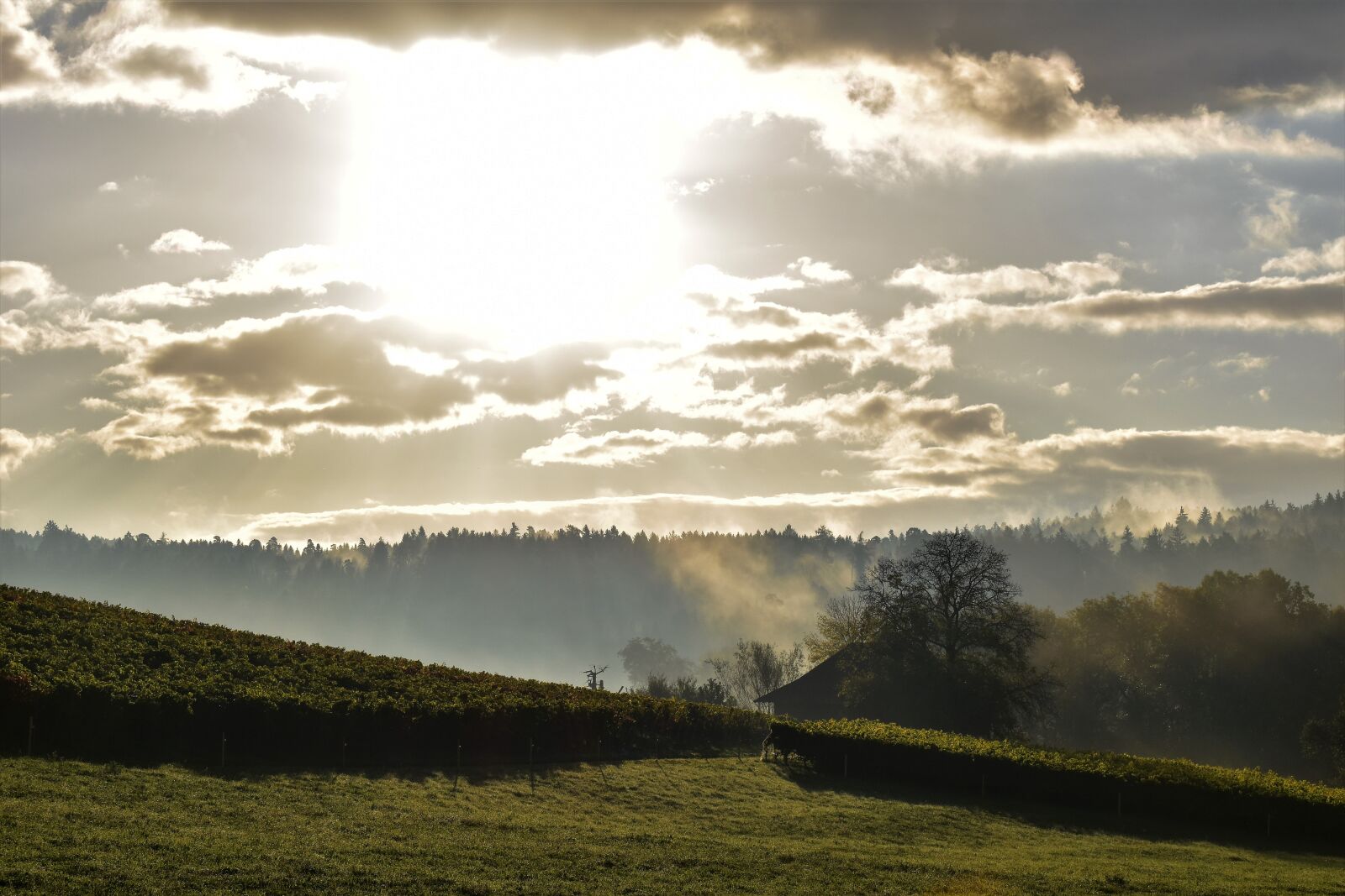 Nikon D5500 sample photo. Autumn, landscape, fog photography