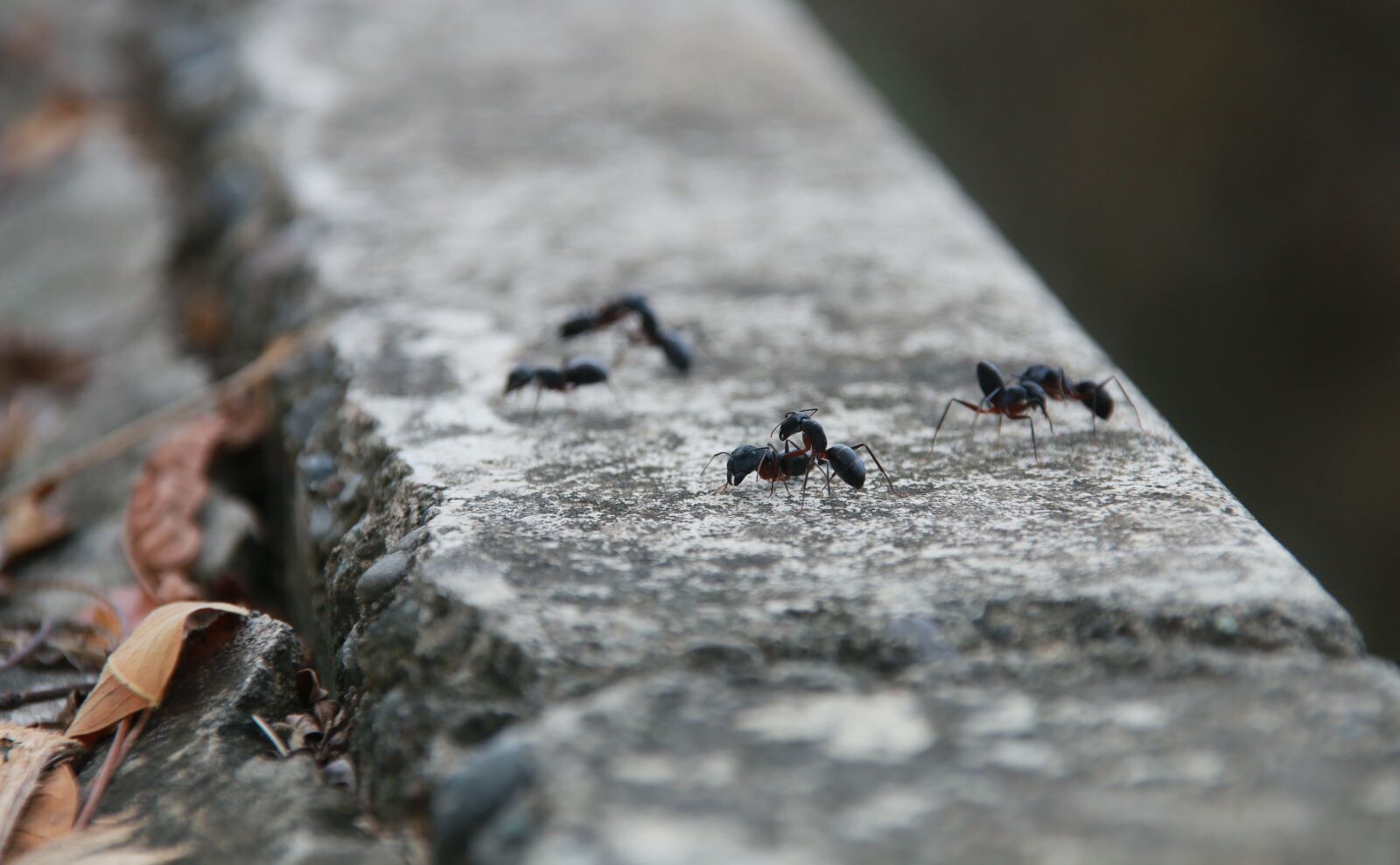 Canon EOS 70D sample photo. Ant, animal, small animals photography
