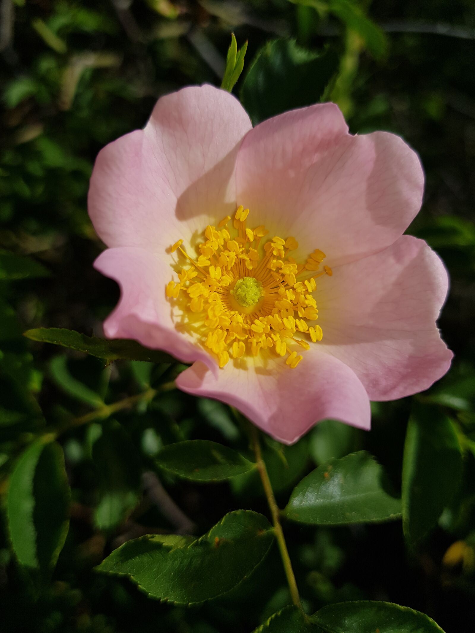 Samsung Galaxy S8 sample photo. Pollen, rose, wild photography
