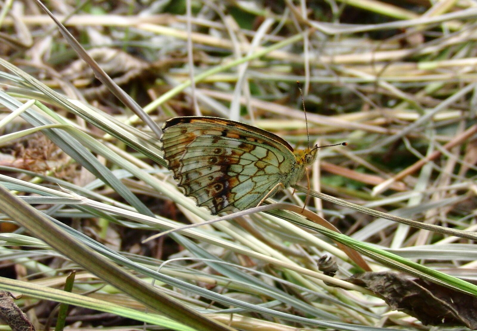 CASIO EX-FC100 sample photo. Butterfly, insect, lepidoptera photography