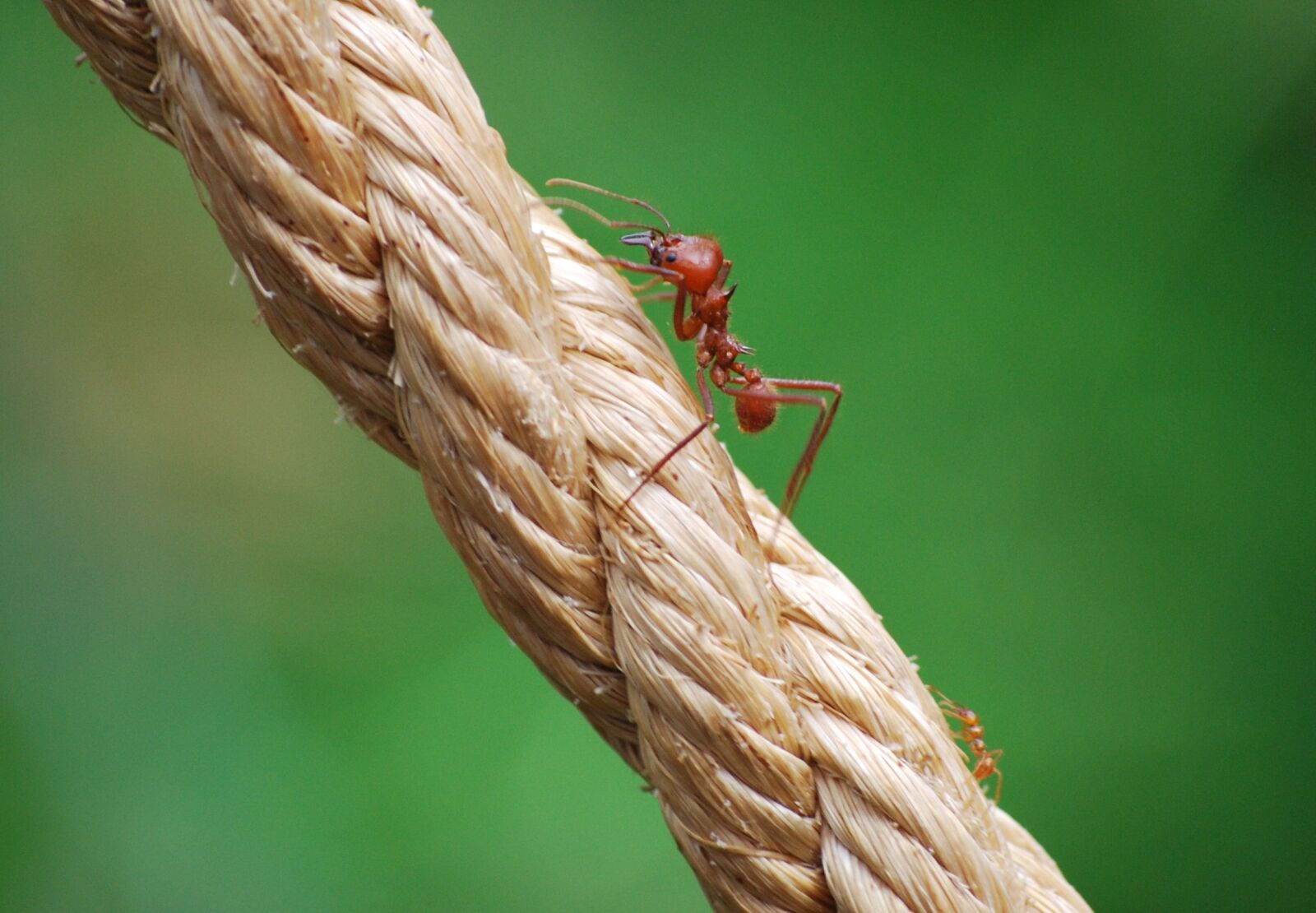 Nikon D60 sample photo. Nature, outdoors, rope photography