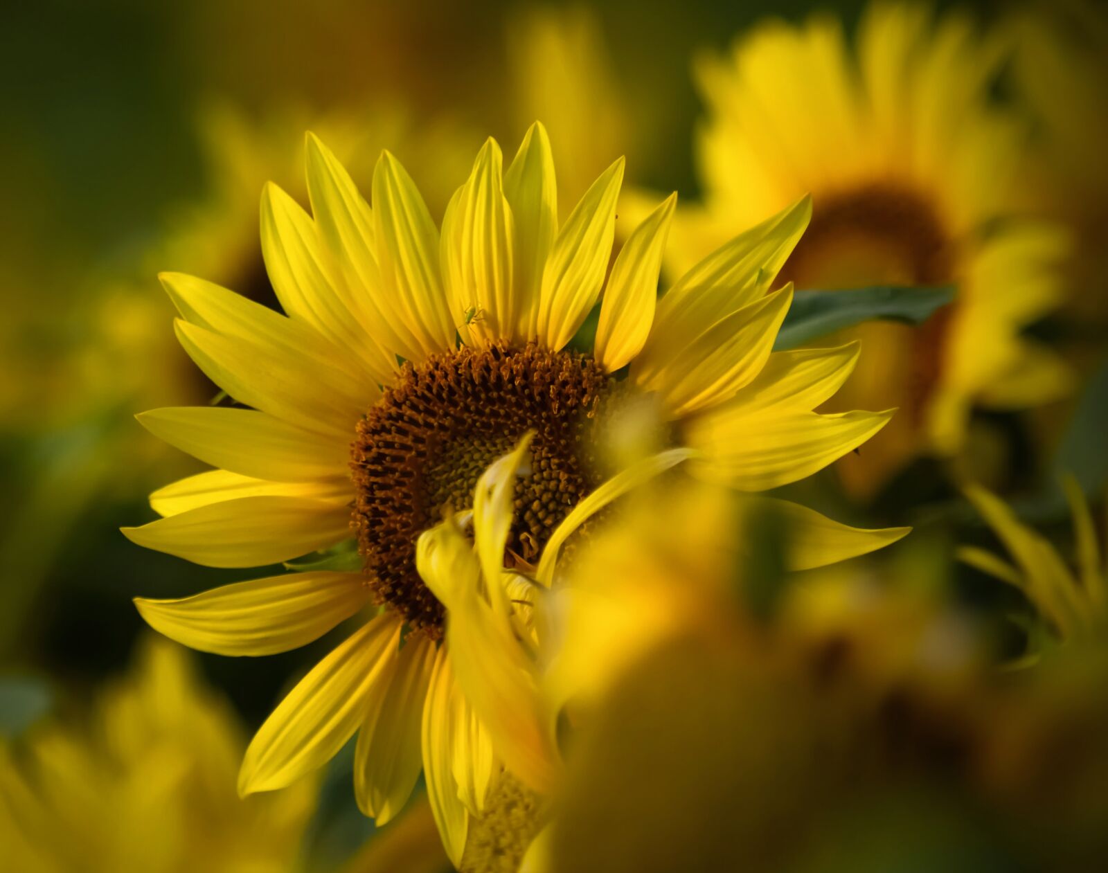 Canon EOS 1000D (EOS Digital Rebel XS / EOS Kiss F) sample photo. Flowers, sunflower, yellow photography