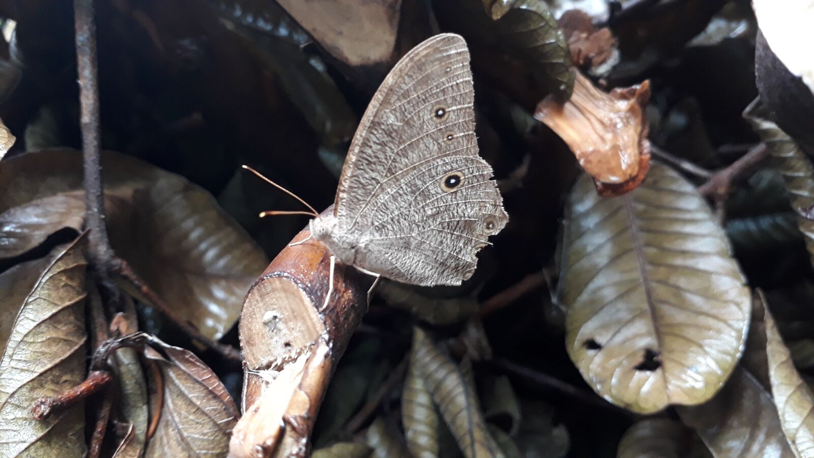 Samsung Galaxy J5 Prime sample photo. Butterfly, beautiful butterfly, gray photography