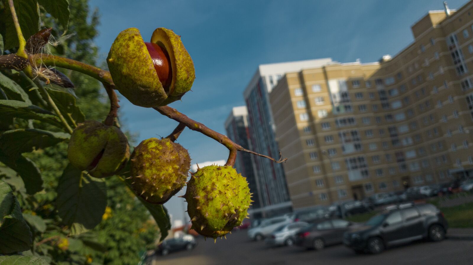 Samsung SM-G975F sample photo. Chestnut, city, morning photography
