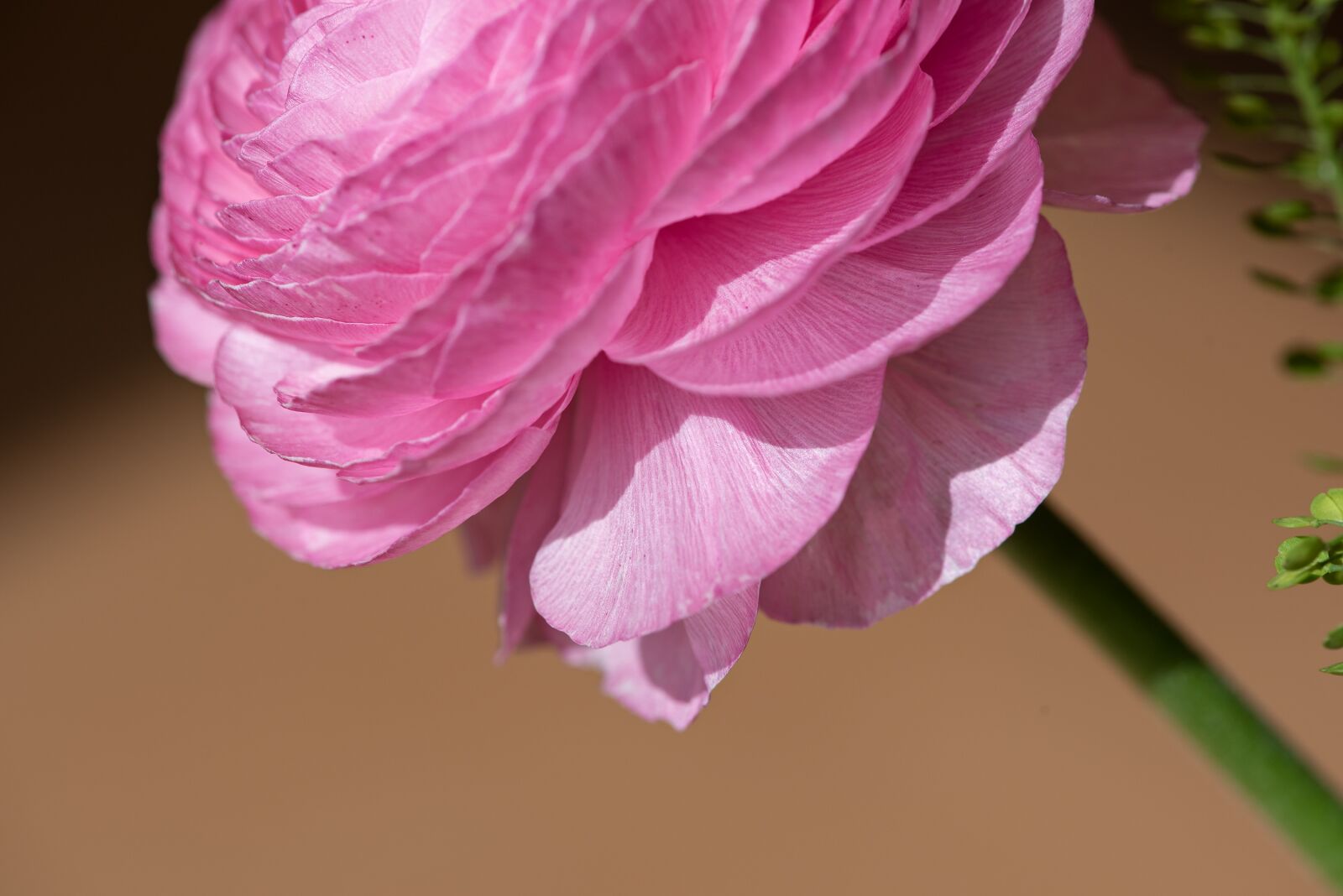 Nikon D750 sample photo. Ranunculus, flower, pink photography