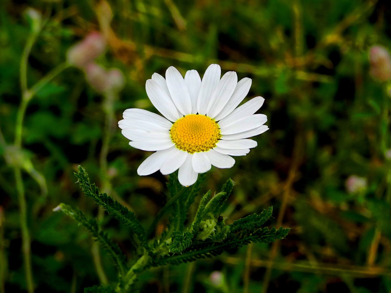 Nikon Coolpix P7000 sample photo. Daisy, meadow, flower photography
